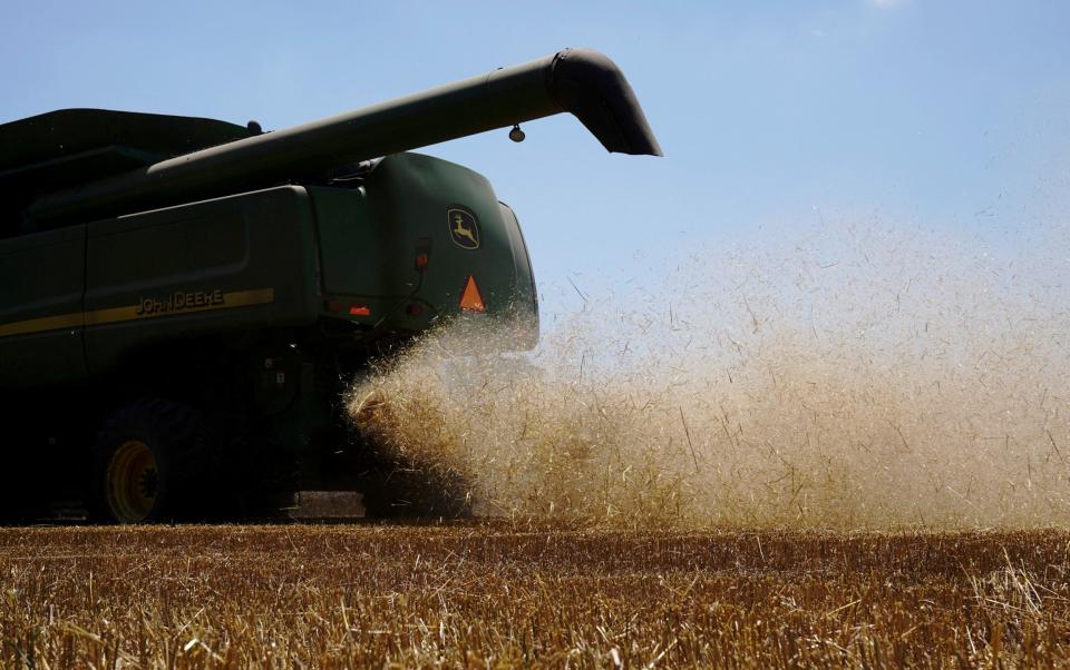 A John Deere combine ejects chaff while harvesting winter wheat near Skedee, Oklahoma, in June